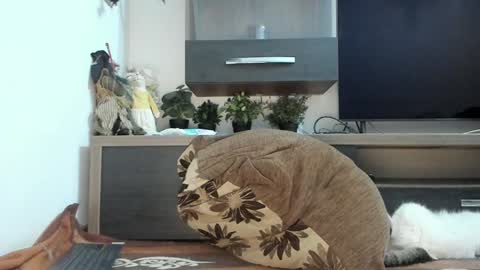 Snapshot of mellbell_ chatting on March 2025 11:05:01 PM MellyMell online show from March 2025 11:05:01 PM