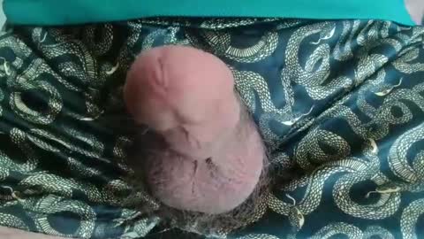 miketrike137 online show from April 2026 10:22:01 PM