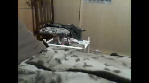 mrfumao online show from June 2026 12:33:01 AM