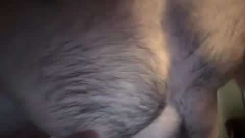 Snapshot of musclehair3 chatting on February 2025 07:17:02 PM musclehair3 online show from February 2025 07:17:02 PM