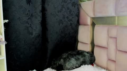 Snapshot of natsuki_09 chatting on December 2024 07:08:01 AM Nat online show from December 2024 07:08:01 AM