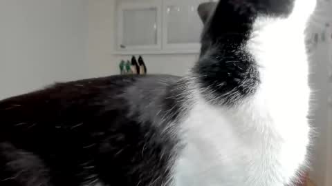 Snapshot of naughtysabine1 chatting on February 2025 09:53:02 AM naughtysabine1 online show from February 2025 09:53:02 AM