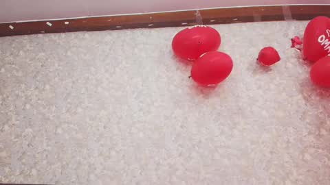 Snapshot of nicol_ferrer chatting on February 2025 07:42:01 PM Nicol online show from February 2025 07:42:01 PM