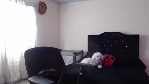 Nicole online show from November 2025 08:08:01 PM