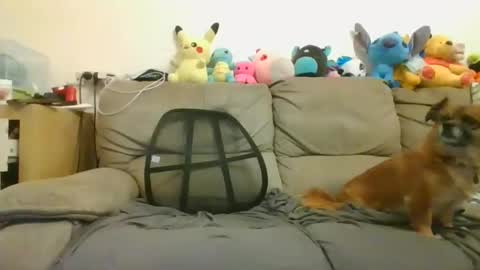 Snapshot of nikeair305 chatting on January 2025 08:52:01 AM Brian and Logan Brogan online show from January 2025 08:52:01 AM