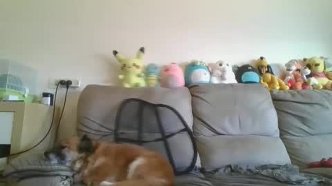 Brian and Logan Brogan online show from January 2026 07:34:01 AM