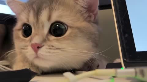 Snapshot of nochnoye_soltse chatting on February 2025 08:25:02 PM Sun or Luna online show from February 2025 08:25:02 PM