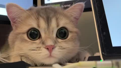 Sun or Luna online show from April 2026 08:23:01 PM