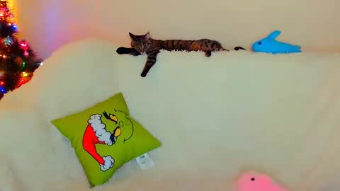 Snapshot of not_nakedcat chatting on December 2024 07:56:02 AM hi glad to chat online show from December 2024 07:56:02 AM