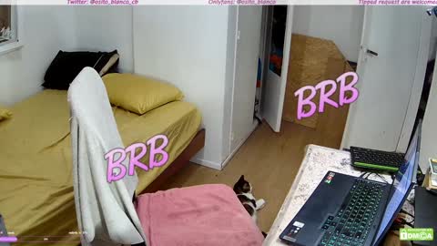 Osito Blanco online show from January 2025 05:19:02 AM