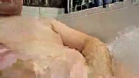 p20ccm online show from January 2025 07:27:02 PM