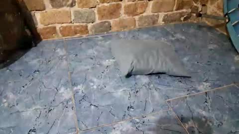 pablouyu online show from February 2026 02:49:02 AM