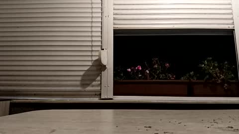 Snapshot of pamid215 chatting on November 2025 04:23:01 PM angel hris online show from November 2025 04:23:01 PM