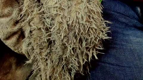 Snapshot of persinaky chatting on January 2025 01:30:01 PM horror flying on the wings of the night.... online show from January 2025 01:30:01 PM