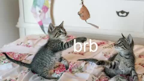 Kitty online show from July 2026 07:05:02 PM