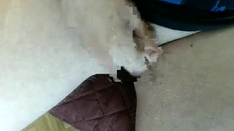 pippo online show from January 2025 03:47:01 PM