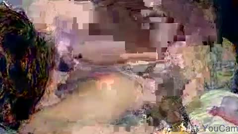 Snapshot of poundittt chatting on November 2025 04:26:02 AM dikud0wn online show from November 2025 04:26:02 AM