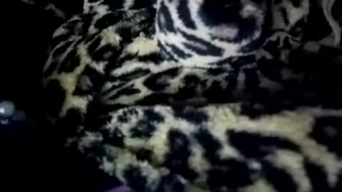 prettyma online show from January 2025 08:19:01 AM