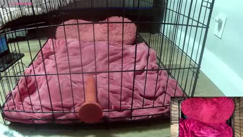 Snapshot of princessjuliaxo4 chatting on February 2026 02:53:01 AM PrIncessJulia0X online show from February 2026 02:53:01 AM