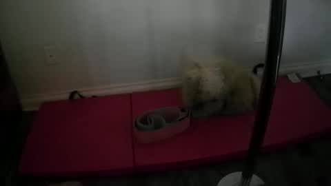 Snapshot of princesskimami chatting on October 2025 12:40:02 AM princesskimami online show from October 2025 12:40:02 AM