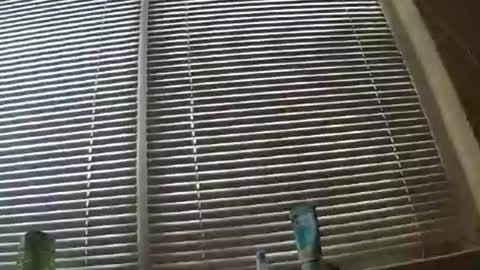 puls920 online show from July 2026 03:31:02 AM