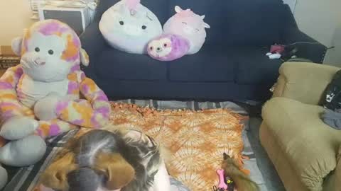 Snapshot of puppygirllovestobeg chatting on June 2026 07:22:01 AM puppygirllovestobeg online show from June 2026 07:22:01 AM