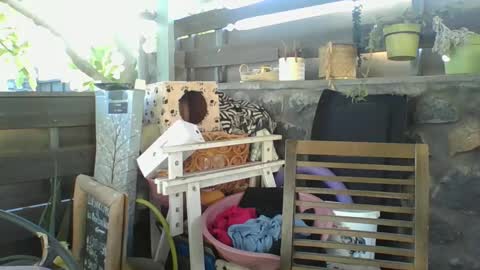 Snapshot of python974 chatting on January 2025 02:33:01 AM Python online show from January 2025 02:33:01 AM