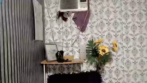 JOY online show from September 2025 11:05:02 PM