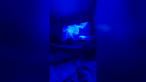 Snapshot of quickandcurious chatting on February 2026 12:52:02 PM quickandcurious online show from February 2026 12:52:02 PM