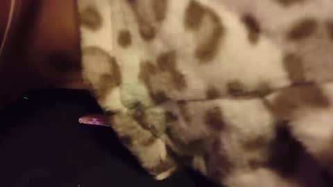 Rabbit Snake online show from October 2025 03:10:02 AM