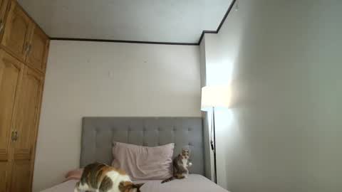 I am Rosa online show from October 2025 08:31:02 PM