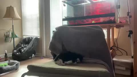 sabrosocockcarnesandwich online show from October 2025 02:59:02 PM