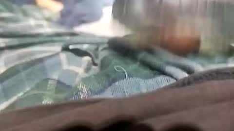 sagozure online show from October 2025 01:59:02 AM