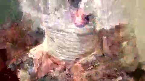 samboiamtho online show from November 2025 01:07:02 AM