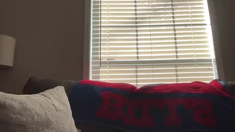 Snapshot of sammieplays chatting on January 2026 03:49:02 PM Playful Sammie online show from January 2026 03:49:02 PM