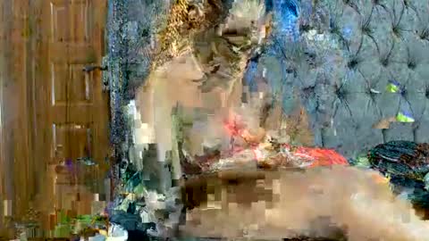 scarlet seductress online show from March 2026 11:22:02 PM