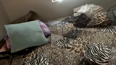 Snapshot of shamanwoman chatting on December 2024 11:57:02 PM Shaman Woman online show from December 2024 11:57:02 PM