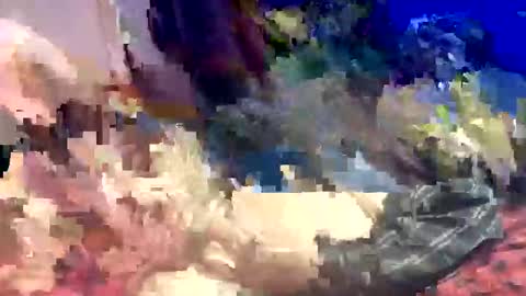 Shamroc online show from March 2026 12:58:02 AM