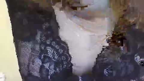 Siren online show from January 2025 02:43:02 AM
