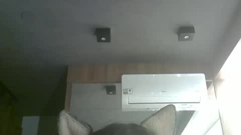 Snapshot of skinnykittencam chatting on October 2025 12:53:02 AM skinnykittencam online show from October 2025 12:53:02 AM