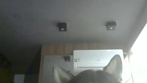 Snapshot of skinnykittencam chatting on February 2026 12:38:02 AM skinnykittencam online show from February 2026 12:38:02 AM