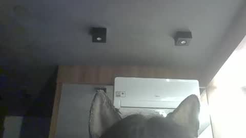 Snapshot of skinnykittencam chatting on February 2026 05:00:02 AM skinnykittencam online show from February 2026 05:00:02 AM