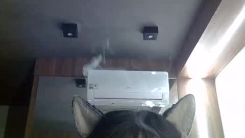 skinnykittencam online show from May 2026 02:45:01 PM