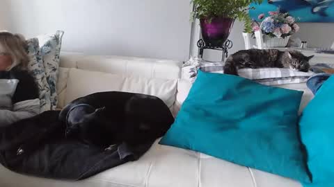 Snapshot of smallpenisbigtongue chatting on January 2025 05:16:02 PM Daddy online show from January 2025 05:16:02 PM