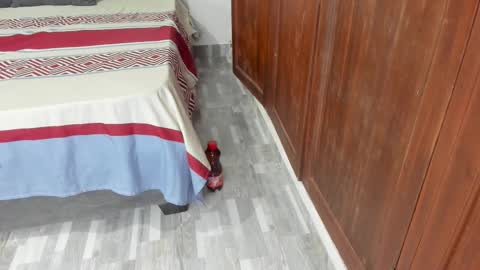 Snapshot of sophiia88 chatting on February 2026 12:23:02 PM Shopiia88 online show from February 2026 12:23:02 PM