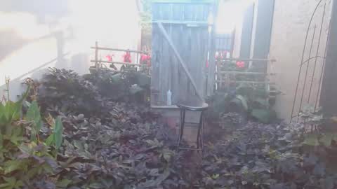 Snapshot of srtxshow chatting on October 2025 01:23:01 PM srtxshow online show from October 2025 01:23:01 PM