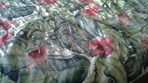 Rocco-load online show from February 2025 03:40:01 PM