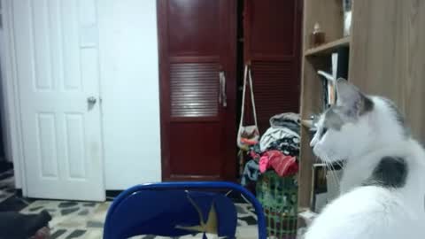 Angeline  Follow  online show from June 2026 01:05:01 AM