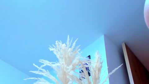 Snapshot of tayler_swift1 chatting on February 2026 06:37:01 PM tayler_swift1 online show from February 2026 06:37:01 PM