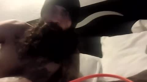 theh4iryfi5h online show from February 2026 12:28:01 PM